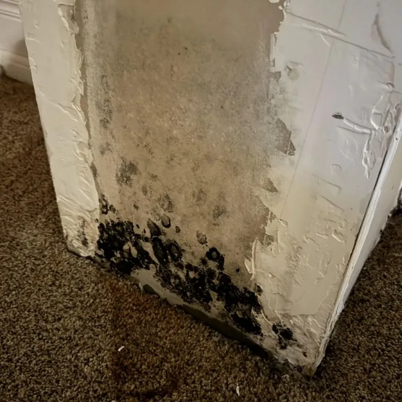 Professional Mold Removal in Newport, PA